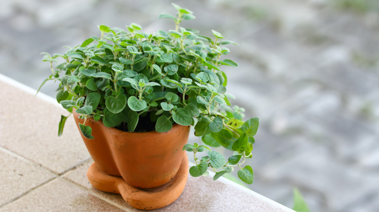 A small oregano plant in a terracotta pot sits on a ledge.