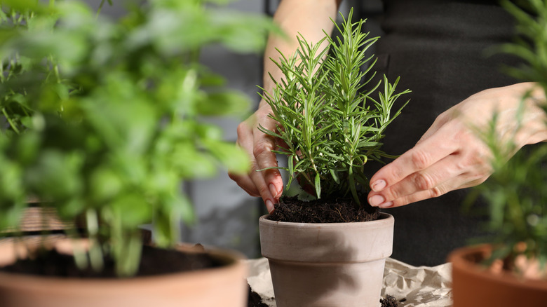 Close up of hands potting a rosemary plant.