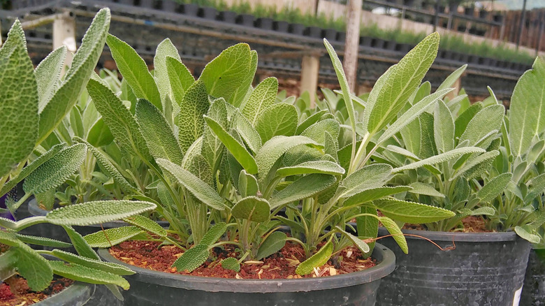 Three potted sage plants sit side by side.