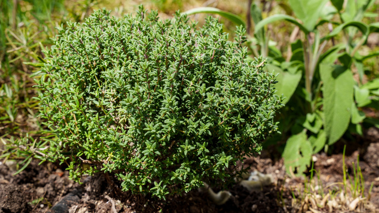 Image of a bushy thyme plant with small green leaves.