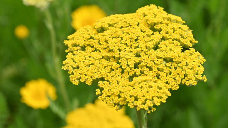 Close up of a yellow yarrow plant with hundreds of tiny flowers.
