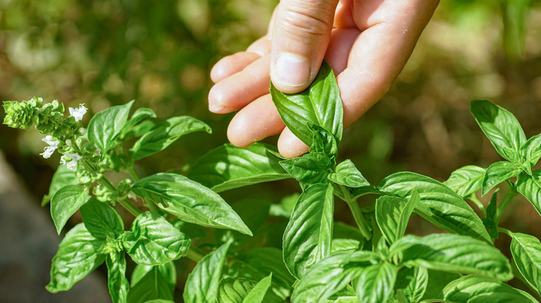 A close-up of someone's hand picking fresh basil in the garden.