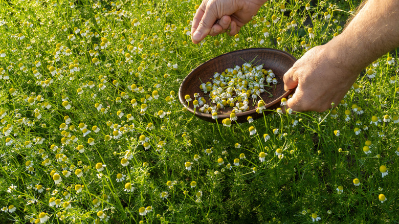 Picking chamomile flowers in the herb garden.