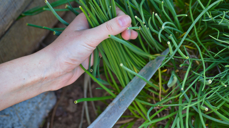Cutting chives growing in the garden.