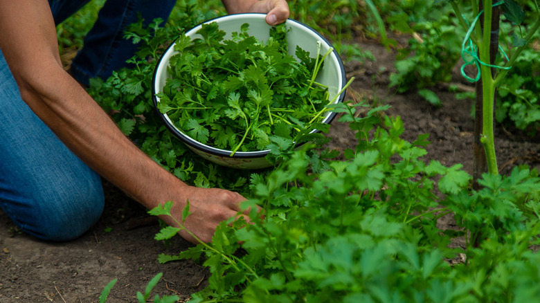 Gardener harvesting cilantro in the garden.