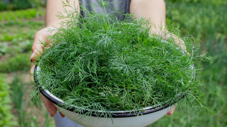 Dill harvested from the herb garden.
