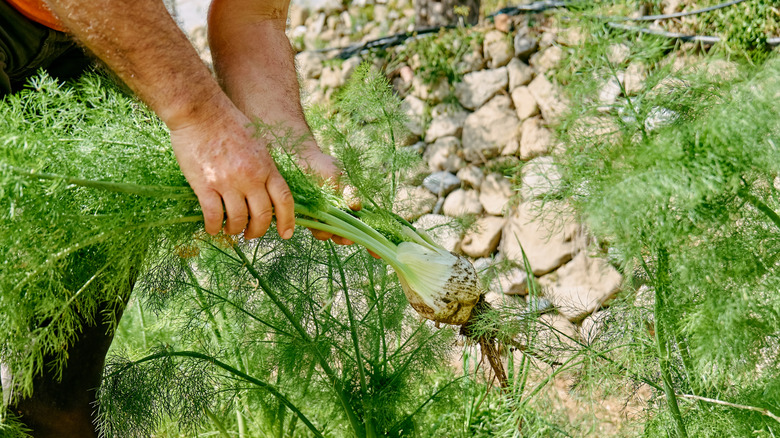 Man harvesting fennel in the garden.