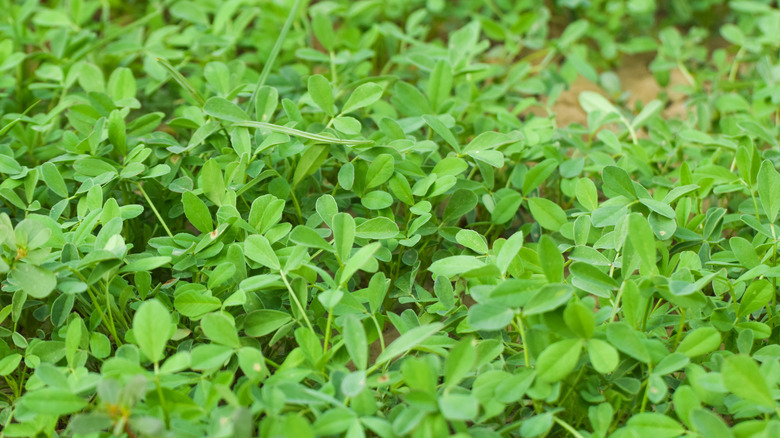 Fenugreek growing in the garden.