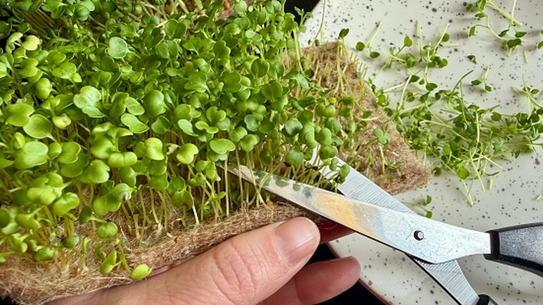 Cutting fresh garden cress.