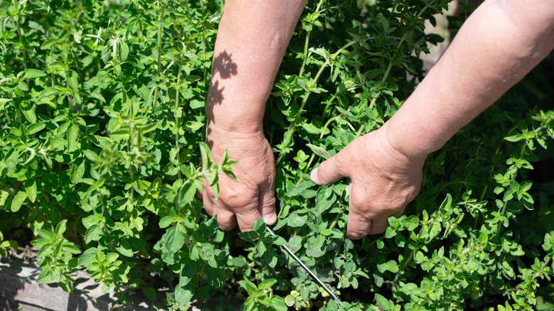 Harvesting Greek oregano in the garden.