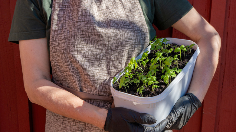 Woman holding a tray of young basil plants ready to be planted out into the garden.