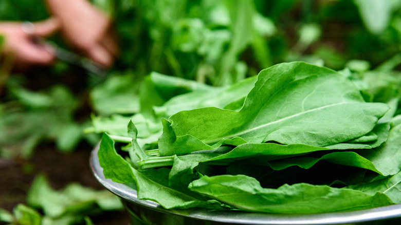 Picking fresh sorrel from the garden.