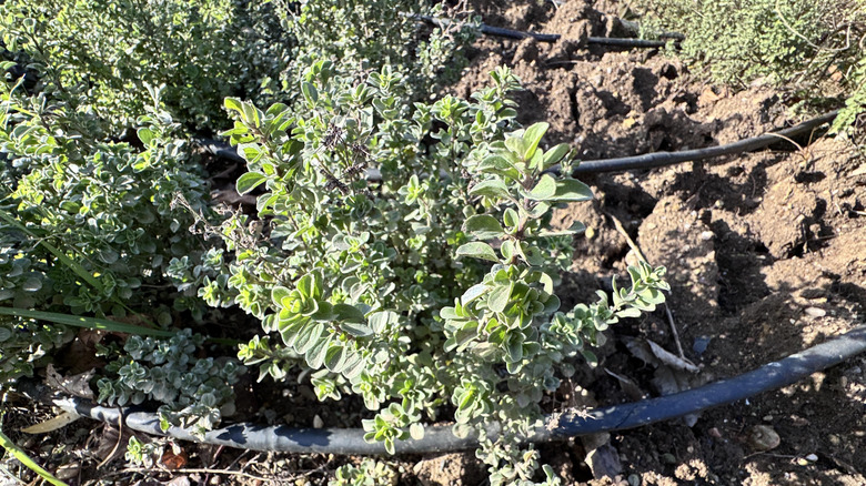 Sweet marjoram growing in the garden.