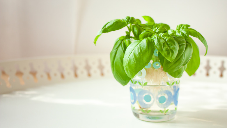 Basil stems propagating in water
