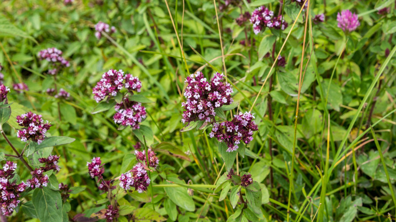 Broad-leaved thyme with purple and pink flower clusters and green stems and foliage