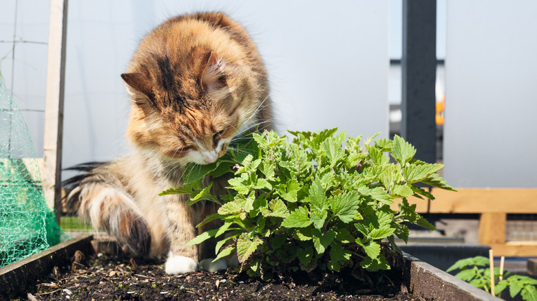 Cat sniffing a catnip plant in a garden bed