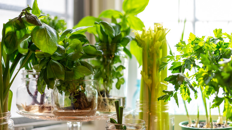 A garden of indoor herbs in glass jars