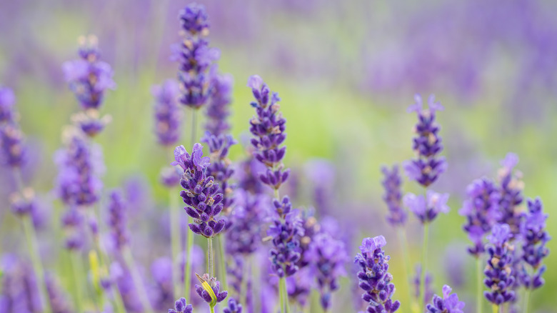Purple lavender plant blooms