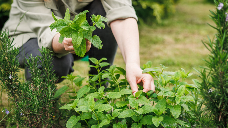 Woman taking lemon balm leaves from an outdoor herb garden