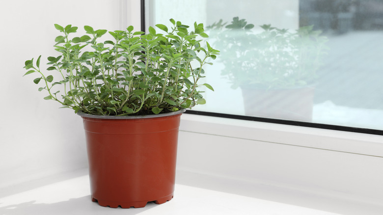 Oregano plant in a nursery pot on a windowsill