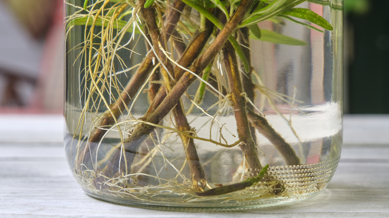 Rosemary cuttings propagating roots in water jar