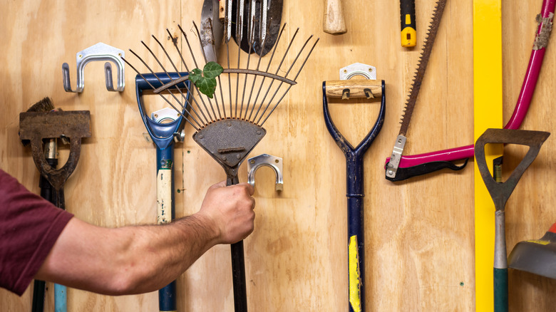 A man in a red short hanging a rake in a tool shed.
