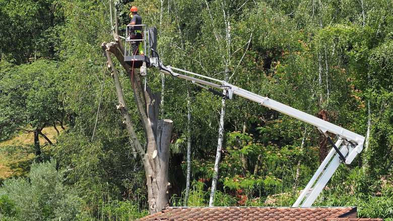 Tree removal service employee in a bucket truck to trim branches above a roof