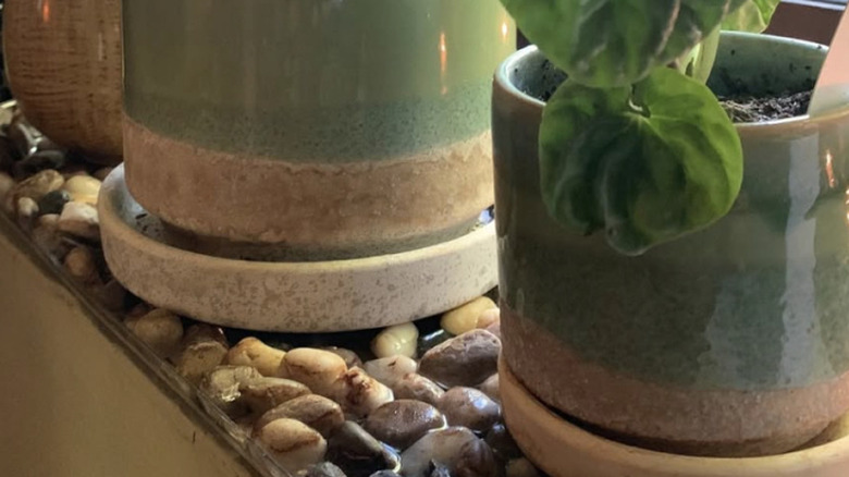 Houseplants in ceramic planters sit on a pebble tray.