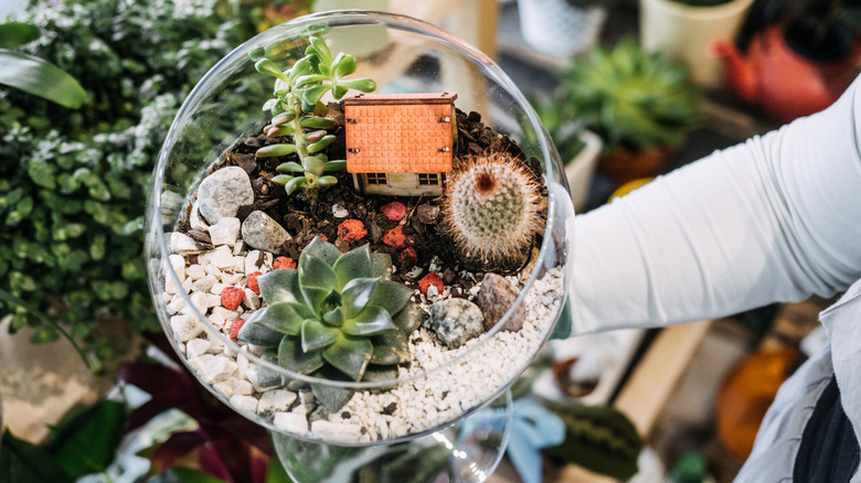 A person holds a bowl-style terrarium planted with succulents and cacti.