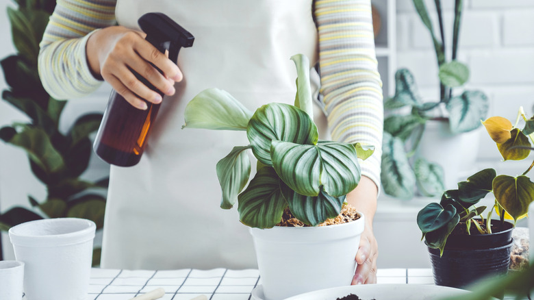 A person mists houseplant leaves with water in a brown glass sprayer.