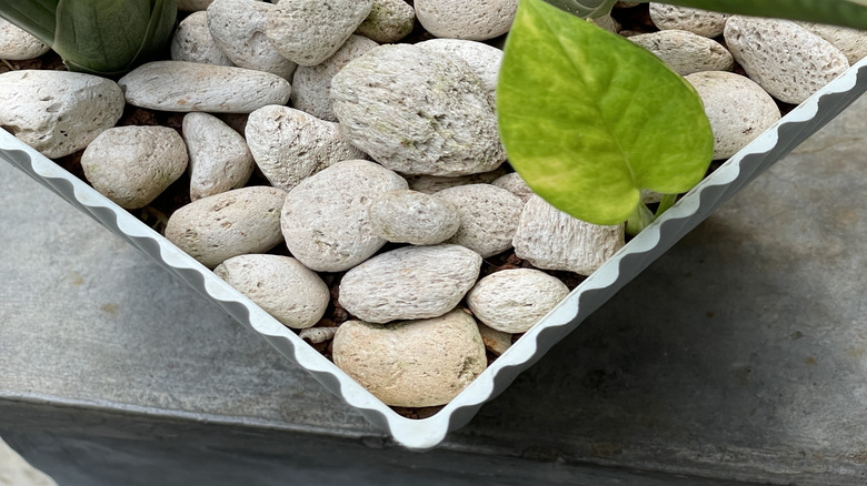Houseplants growing in a planter surrounded by chunks of white pumice.