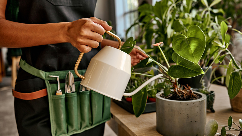 A person wearing a gardening tool belt waters a houseplant sitting on a tabletop in their home.