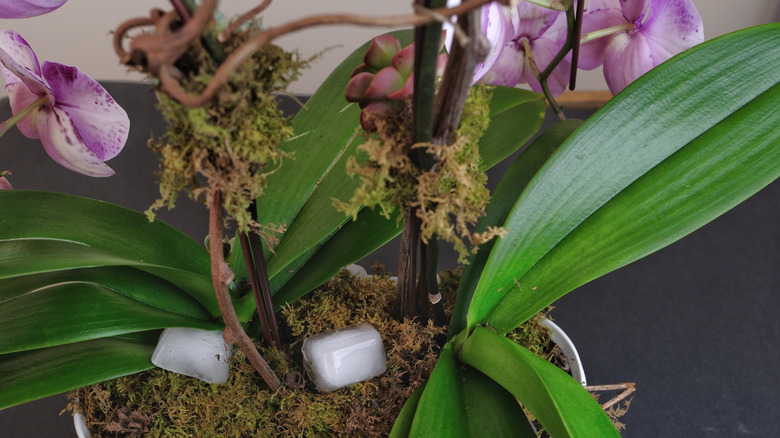 Ice cubes sit on the moss surrounding a potted flowering orchid.