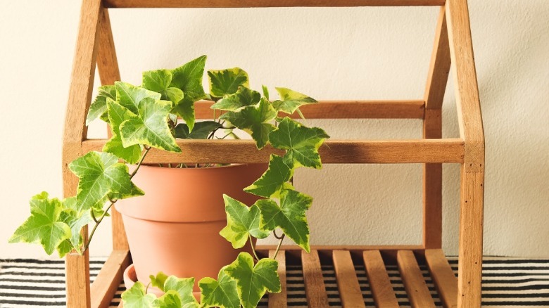 English Ivy in box frame 