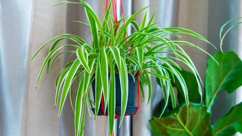 Spider plant hanging houseplant 