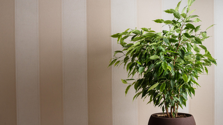 Weeping fig in pot