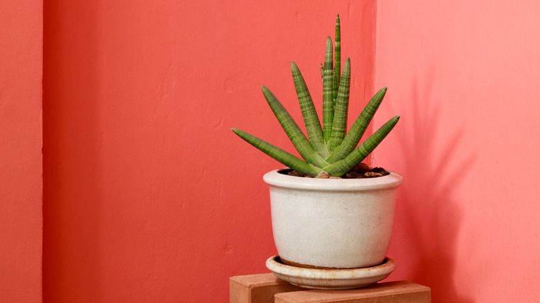 An African spear plant Dracaena angolensis in a white pot against a red plaster wall