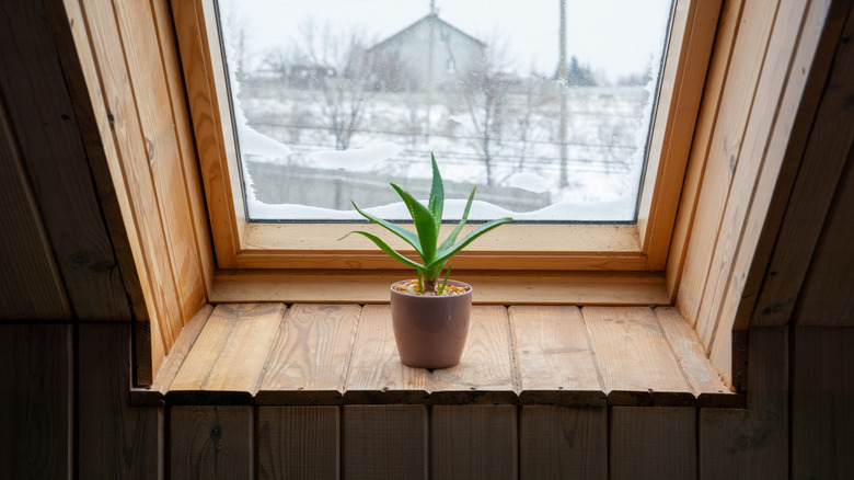 Green aloe vera plant on a windowsill with a winter view