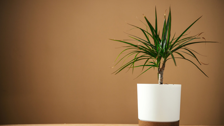 Small dragon tree (Dracaena marginata) in a white pot against an orange-brown wall
