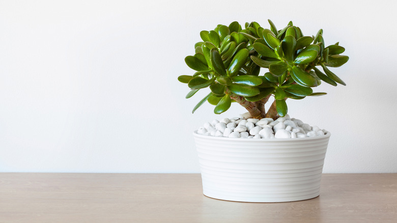 Small neat jade plant (Crassula ovate) in a white pot with pebbles