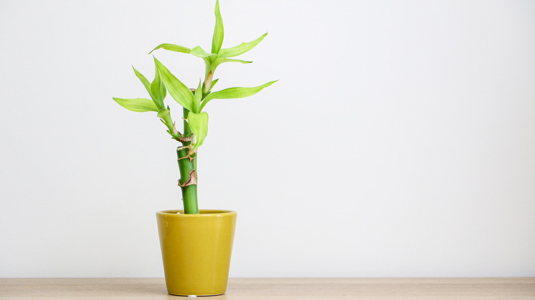 A small lucky bamboo Dracaena sanderiana plant in a yellow pot