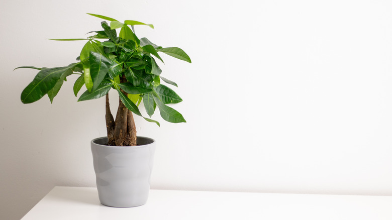A small money tree (Pachira aquatica) growing in a gray pot on a white table
