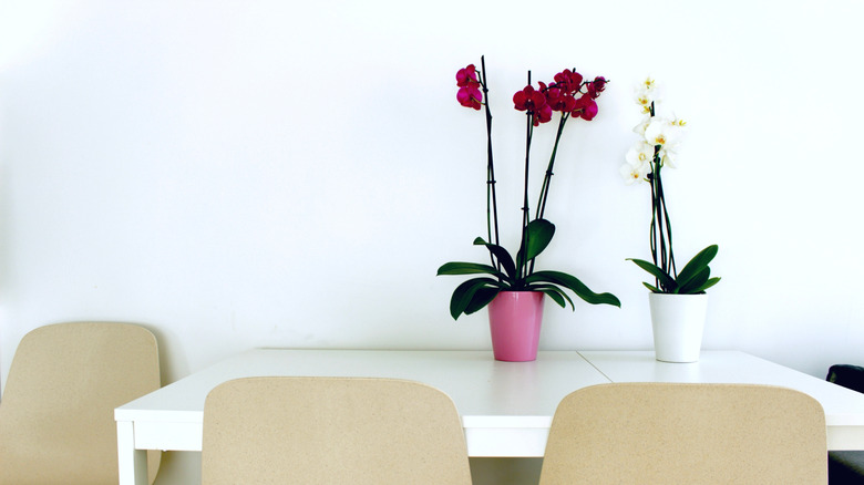 White and red orchids sitting on a kitchen table