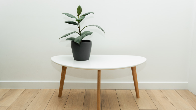 A small rubber plant ﻿(Ficus elastica) in a black pot on a white table in a minimalist room