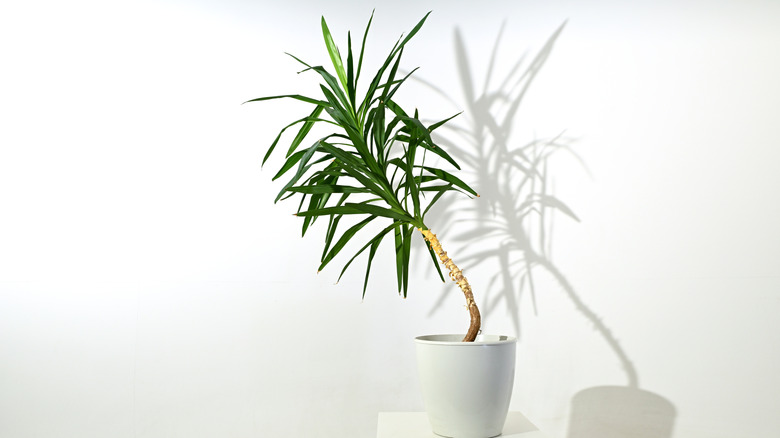 A spineless yucca (Yucca elephantipes) in a white room