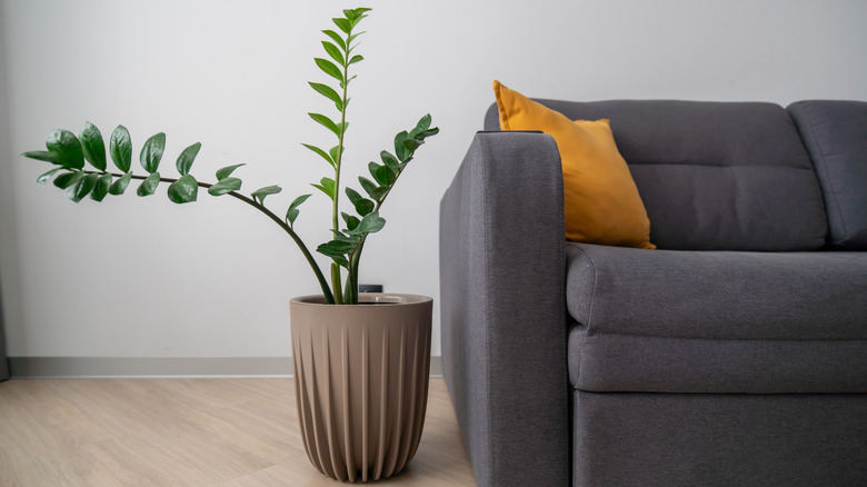 ZZ plant (Zamioculcas zamiifolia) in a modern brown pot next to a gray soda