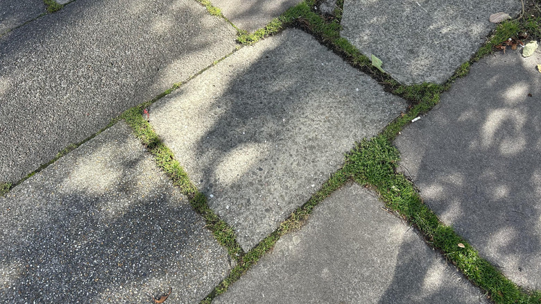 Groundcover in cracks of garden path