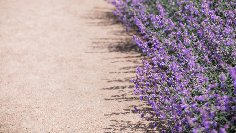 Lavender along pathway