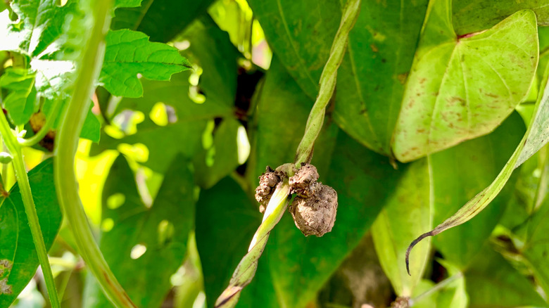 The small brown bulbils of an air potato plant are visible as the vines grow