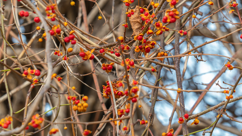 Red berries grow on an Asian bittersweet while the rest of the plant is bare during the winter